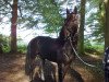 dressage horse Scarlett 656 (Oldenburg, 2008, from Jimmie Choo Seq)