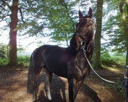 dressage horse Scarlett 656 (Oldenburg, 2008, from Jimmie Choo Seq)