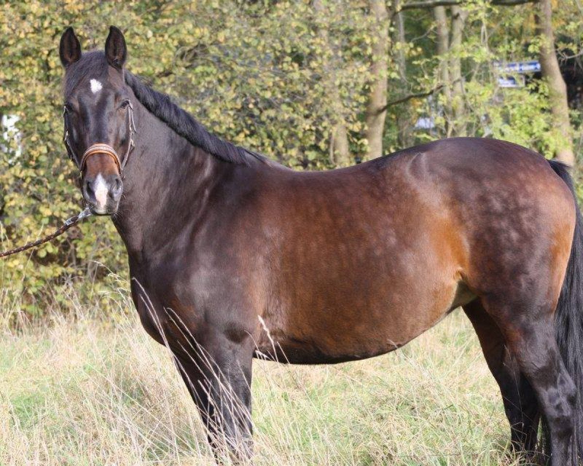 broodmare Rochelle (Rhinelander, 1999, from Rouletto)