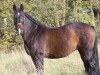 broodmare Rochelle (Rhinelander, 1999, from Rouletto)