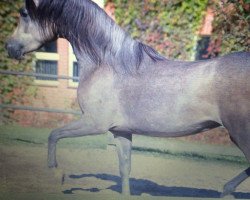 broodmare Embana ox (Arabian thoroughbred, 2009, from Laheeb 1996 EAO ox)