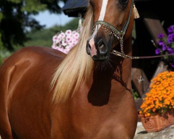 broodmare Khalinka ox (Arabian thoroughbred, 2011, from EUROPE AL KHIDAR ox)