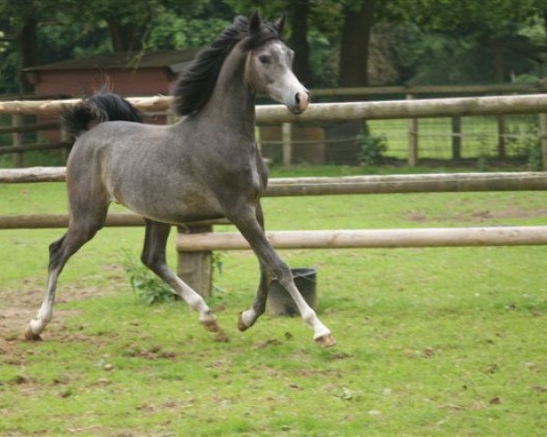 Pferd Detroit J ox (Vollblutaraber, 2011, von QR Marc ox)