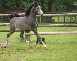 horse Detroit J ox (Arabian thoroughbred, 2011, from QR Marc ox)