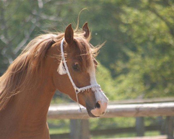 horse BF Madonna ox (Arabian thoroughbred, 2003, from Psytadel 1998 ox)