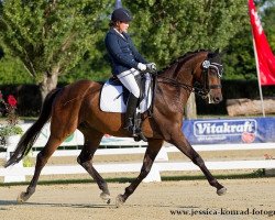 dressage horse Sundance 81 (Oldenburg, 2006, from Sir Donnerhall I)