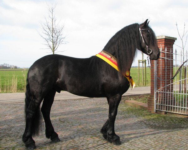 Pferd Primus (Friese, 2013, von Fedde fan Horp)