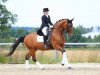 dressage horse Paranels (Oldenburg, 1997, from Rafurstinels)