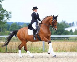 dressage horse Paranels (Oldenburg, 1997, from Rafurstinels)