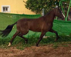 broodmare Poema V (Pura Raza Espanola (PRE), 2009)