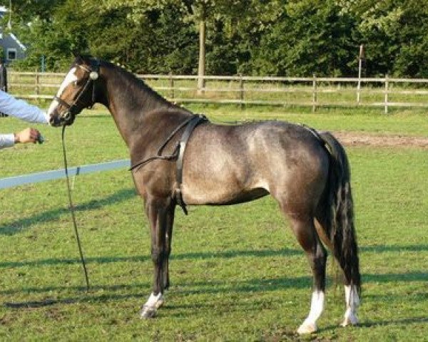 broodmare Highsand Sunflower (Hackney (horse/pony), 2007, from Mistral)