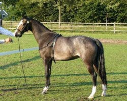 broodmare Highsand Sunflower (Hackney (horse/pony), 2007, from Mistral)