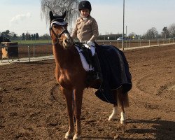 dressage horse Nacromantic in the Dark (German Riding Pony, 2011, from Nacromancer in the dark)