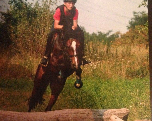 dressage horse Daiquiri 103 (German Riding Pony, 2010, from Der Kleine Lord)