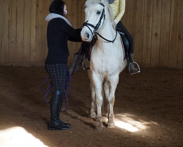 horse Jackichan (Holländisches riding ponies, 2010)