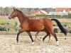 broodmare Ludwig's Traum (Oldenburg, 2008, from Ludwig von Bayern 168 FIN)