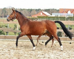 Pferd Ludwig's Traum (Oldenburger, 2008, von Ludwig von Bayern 168 FIN)