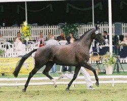 broodmare Tomentosa le Coupied (KWPN (Royal Dutch Sporthorse), 2000, from Ferro)