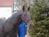 broodmare Mischabel (Danish Warmblood, 1988, from Mi Amor AA)