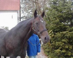 broodmare Mischabel (Danish Warmblood, 1988, from Mi Amor AA)