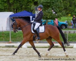 dressage horse Seagal 2 (Württemberger, 2007, from Stedinger)