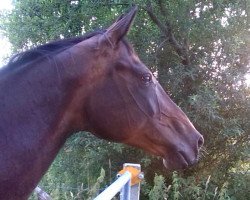 Springpferd Vakira (Arabisches Halbblut / Partbred, 2002, von Bouquet AA)