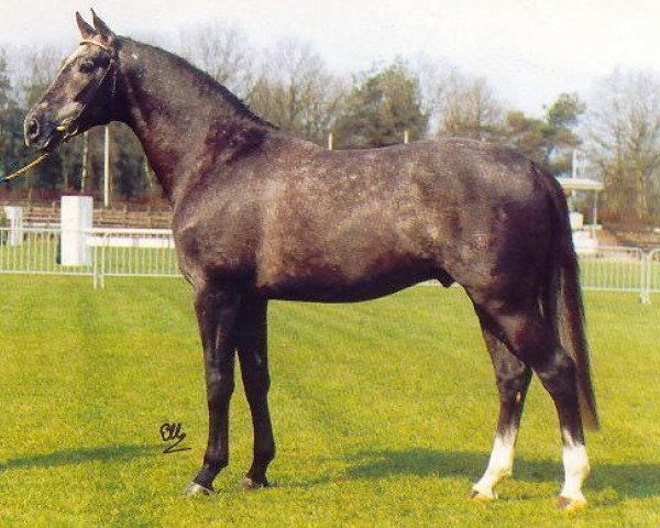 stallion Junior STV (Royal Warmblood Studbook of the Netherlands (KWPN), 1991, from Uniform)