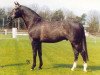 stallion Junior STV (KWPN (Royal Dutch Sporthorse), 1991, from Uniform)