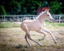 horse Golden Grace (German Riding Pony, 2021, from Nilantshoeve's Zippo)