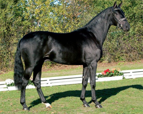 stallion Smetana (Oldenburg, 2001, from Sunny-Boy)
