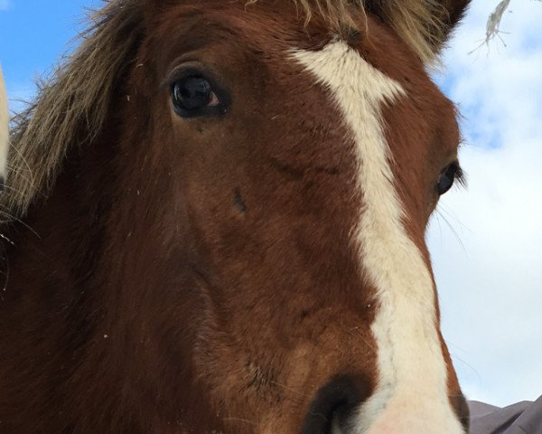 jumper Segundo de Sid (Luxembourg horse, 2015, from Sid vun der boukelsdellt)