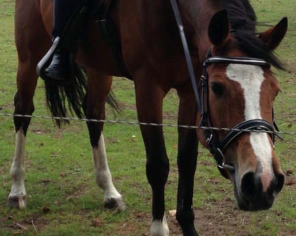 broodmare Cupido (KWPN (Royal Dutch Sporthorse), 2007, from Oklund)