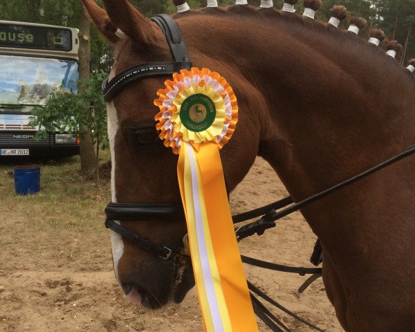 dressage horse Shadow 146 (German Riding Pony, 1993)