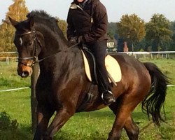 dressage horse Sir Bond (Hanoverian, 2007, from Sir Donnerhall I)