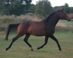 dressage horse Wallach von Painted Black / Bon Bonaparte (Hanoverian, 2010, from Painted Black)