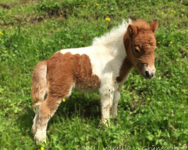 broodmare Lady Ludmilla v. Grünegghof (Shetland pony (under 87 cm), 2015, from Many Colours Gera)