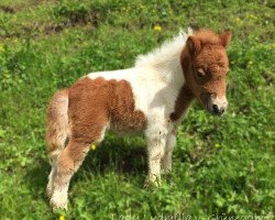 horse Lady Ludmilla v. Grünegghof (Shetland Pony (unter 87 cm), 2015, from Many Colours Gera)