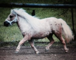 Pferd Eefje v.d. Hoeven Allee (Shetland Pony (unter 87 cm), 2011, von Sander van de Hoefslag)