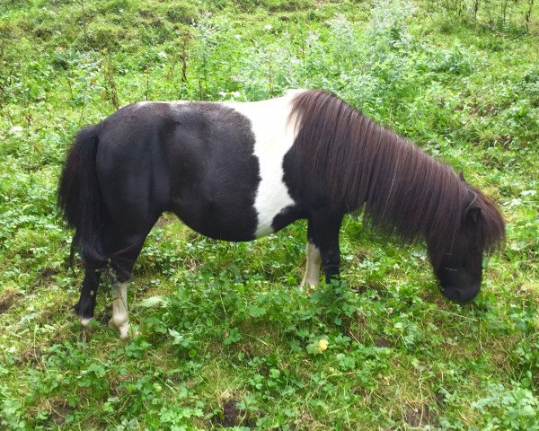 Zuchtstute You're the one v. stal ankeveen (Shetland Pony (unter 87 cm), 2006, von Morjoy Nickel)