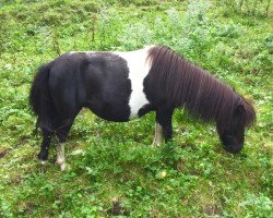 Pferd You're the one v. stal ankeveen (Shetland Pony (unter 87 cm), 2006, von Morjoy Nickel)