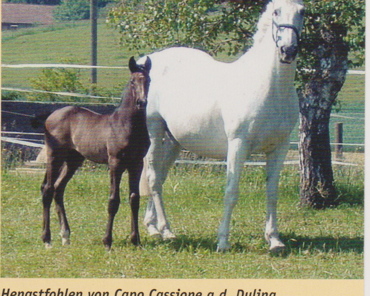broodmare Dulina (KWPN (Royal Dutch Sporthorse), 1985, from Irco Polo)