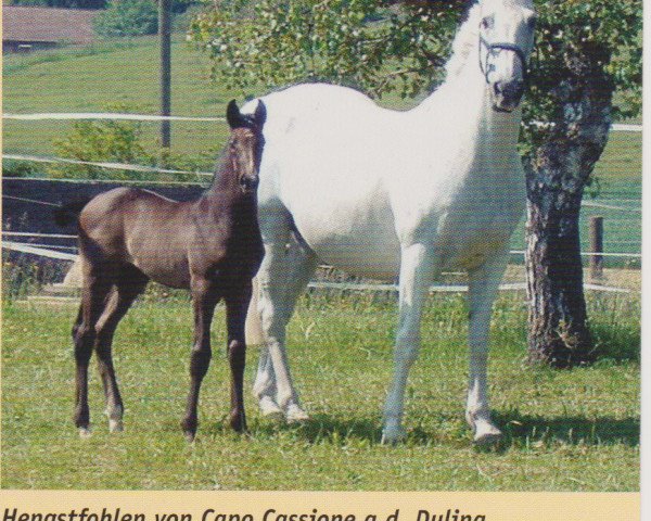 broodmare Dulina (KWPN (Royal Dutch Sporthorse), 1985, from Irco Polo)