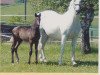 broodmare Dulina (KWPN (Royal Dutch Sporthorse), 1985, from Irco Polo)