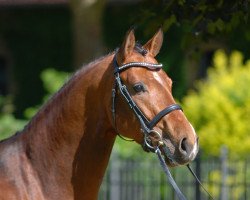 Deckhengst Cup Cooper (Belgisches Warmblut, 2009, von Cooper van de Heffinck)