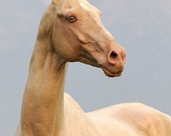 stallion Gornostai (Akhal-Teke, 1997, from Serasker)