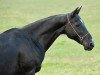 broodmare Premia (Akhal-Teke, 1999, from Maksut 2)