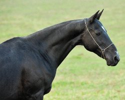 broodmare Premia (Akhal-Teke, 1999, from Maksut 2)