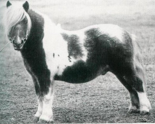 Deckhengst Dusty van de Zandsteeg RS 60 (Shetland Pony, 1968, von Walter van het Vijverplein)