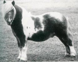 Deckhengst Dusty van de Zandsteeg RS 60 (Shetland Pony, 1968, von Walter van het Vijverplein)