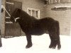 stallion Xavier van Neer (Shetland Pony, 1964, from Randolph van Stal Rodichem)